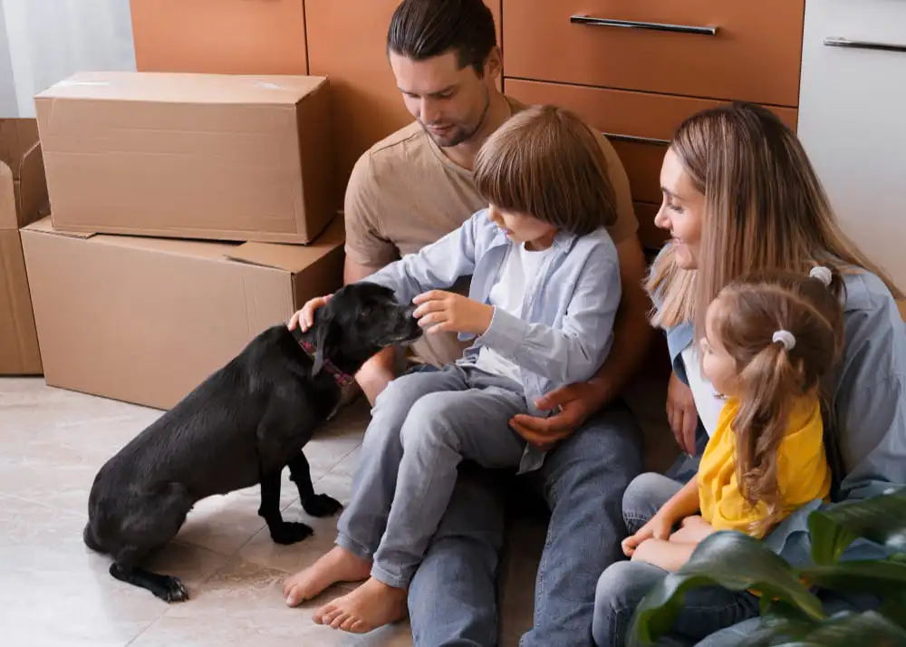 Moving Abroad with Pets Guidelines for Pet Relocation Services in the UAE