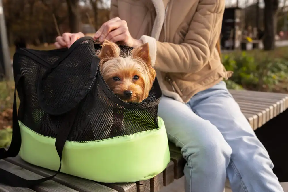 What to Do If Your Pet Gets Lost During a Move