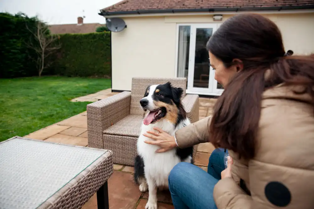 Pet Relocation in Abu Dhabi Essential Guide for a Smooth Move