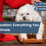 Pet Relocation: Everything You Need to Know